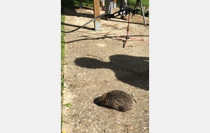 05.05.2016 - Insolite piquant