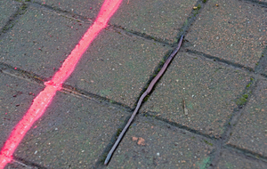 C'est bon ! Dixit le Lumbricidae