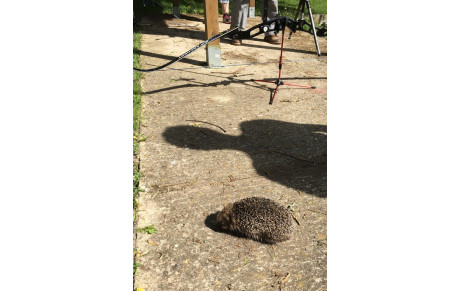 05.05.2016 - Insolite piquant